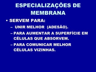 ESPECIALIZAÇÕES DE MEMBRANA SERVEM PARA: UNIR MELHOR  (ADESÃO). PARA AUMENTAR A SUPERFÍCIE EM CÉLULAS QUE ABSORVEM. PARA COMUNICAR MELHOR CÉLULAS VIZINHAS. 
