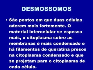 DESMOSSOMOS São pontos em que duas células aderem mais fortemente. O material intercelular se espessa mais, o citoplasma sobre as membranas é mais condensado e há filamentos de queratina presos na citoplasma condensado e que se projetam para o citoplasma de cada célula. 