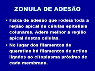 ZONULA DE ADESÃO Faixa de adesão que rodeia toda a região apical de células epiteliais colunares. Adere melhor a região apical destas células. No lugar dos filamentos de queratina há filamentos de actina ligados ao citoplasma próximo de cada membrana. 