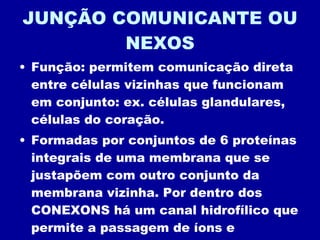 JUNÇÃO COMUNICANTE OU NEXOS Função: permitem comunicação direta entre células vizinhas que funcionam em conjunto: ex. células glandulares, células do coração. Formadas por conjuntos de 6 proteínas integrais de uma membrana que se justapõem com outro conjunto da membrana vizinha. Por dentro dos CONEXONS há um canal hidrofílico que permite a passagem de íons e pequenas moléculas polares que são mensageiros químicos. 