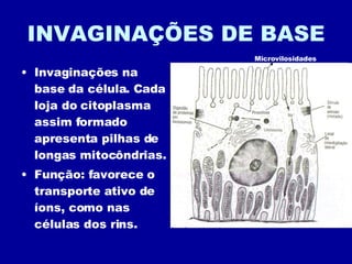 INVAGINAÇÕES DE BASE Invaginações na base da célula. Cada loja do citoplasma assim formado apresenta pilhas de longas mitocôndrias. Função: favorece o transporte ativo de íons, como nas células dos rins. Microvilosidades 