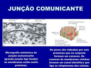 JUNÇÃO COMUNICANTE Micrografia eletrônica de junção comunicante (grande junção tipo fenda): as membranas estão muito próximas. Os poros são rodeados por seis proteínas que no conjunto formam um conexon. Os conexon de membranas vizinhas formam um canal hidrofílico que liga os citoplasmas das células. 