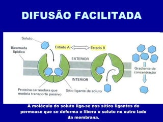 DIFUSÃO FACILITADA Permease A molécula do soluto liga-se nos sítios ligantes da permease que se deforma e libera o soluto no outro lado da membrana. 