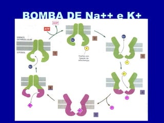 BOMBA DE Na++ e K+ 