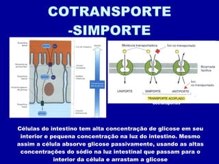 COTRANSPORTE -SIMPORTE Células do intestino tem alta concentração de glicose em seu interior e pequena concentração na luz do intestino. Mesmo assim a célula absorve glicose passivamente, usando as altas concentrações do sódio na luz intestinal que passam para o interior da célula e arrastam a glicose Cotransportes 