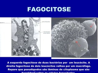 FAGOCITOSE A esquerda fagocitose de duas bactérias por  um leucócito. A direita fagocitose de dois leucócitos velhos por um macrófago. Repare que pseudópodos são lâminas de citoplasma que são “vestidas” sobre as células fagocitadas. 