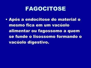 FAGOCITOSE Após a endocitose do material o mesmo fica em um vacúolo alimentar ou fagossomo a quem se funde o lisossomo formando o vacúolo digestivo.  
