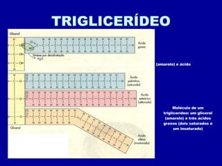 TRIGLICERÍDEO Síntese de glicerídeo: ligação entre glicerol (amarelo) e ácido graxo (azul) Molécula de um triglicerídeo: um glicerol (amarelo) e três ácidos graxos (dois saturados e um insaturado) 