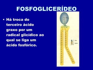FOSFOGLICERÍDEO Há troca do terceiro ácido graxo por um radical glicídico ao qual se liga um ácido fosfórico. 