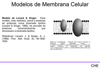Modelo de Lenard&Singer, , indicando duas proteína inseridas na bicamada lipídica (elipsóides cinzas).  A proteína da esquerda é uma proteína extrínseca e a da direira uma proteína intrínseca. Os fosfolipídios são indicados  com a cabeça polar em preto e a cauda hidrofófica pelas linhas que saem da esfera preta.  Modelo de Lenard & Singer.  Esse modelo, mais realístico, prevê a presença de proteínas numa bicamada lipídica (Lenard & Singer, 1966), há previsão de proteínas transmembranas que atravessam a bicamada lipídica. Referência: Lenard, J. & Singer, S. J. (1966).  Proc. Natl. Acad. Sc.  56:1828-1835. Modelos de Membrana Celular CHE 