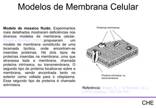 Referência:  Singer, S. J. &  Nicolson , G. L. (1972)  Science , 175:720-731. Proteína intrínseca, ou transmembrana Proteínas extrínsecas   Modelo de mosaico fluido.  Experimentos mais detalhados mostraram deficiências nos diversos modelos de membrana celular.  Singer e  Nicolson  (1972)  propuseram um modelo de membrana constituído de uma bicamada lipídica, onde encontram-se inseridas proteínas. Há dois tipos de proteínas inseridas na membrana, uma que atravessa toda a membrana, chamada proteína intrínseca, ou transmembrana. O segundo tipo de proteína localiza-se sobre a membrana, sendo encontrada tanto no exterior como voltada para o citoplasma. Esse segundo tipo de proteína é chamado extrínseca.  Modelos de Membrana Celular CHE 