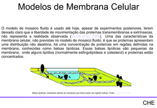 O modelo de mosaico fluido é usado até hoje, apesar de experimentos posteriores, terem deixado claro que a liberdade de movimentação das proteínas transmembranas e extrínsecas, não representa a realidade observada ( Vereb   et  al., 2004 ).  Uma das características da membrana celular, não previstas no modelo de mosaico fluido, é que as proteínas apresentam uma distribuição não aleatória, há uma concentração de proteínas em regiões definidas na membrana, conhecidas como balsas lipídicas. Essas balsas lipídicas são pequenas da membrana,  onde alguns lipídios (normalmente esfingolipídeos e colesterol) e proteínas estão concentrados. Modelos de Membrana Celular Balsas lipídicas, mostrando setores da membrana que fixam essas nas regiões indicas. Fonte:  Vereb   et  al. 2004 .  CHE 