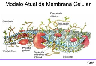 Proteína da  classe   Cadeia lateral de oligossacarídeo Glicolipídio Fosfolipídeo Proteína  globular Segmento hidrofóbico da proteína Colesterol Modelo Atual da Membrana Celular CHE 