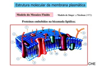 Modelo de Singer  e Nicolson  (1972) Modelo do Mosaico Fluido Proteínas embebidas na bicamada lipídica; Estrutura molecular da membrana plasmática CHE 