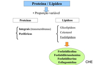 CHE Proteínas Integrais  (transmembranas) Periféricas Lipídeos Glicolipídeos Colesterol Fosfolipídeos Fosfatidilcolina Fosfatidiletanolamina Fosfatidilserina Esfingomielina Proteína / Lipídeo •  Proporção variável 