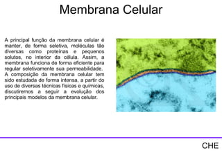 Membrana Celular A principal função da membrana celular é manter, de forma seletiva, moléculas tão diversas como proteínas e pequenos solutos, no interior da célula. Assim, a membrana funciona de forma eficiente para regular seletivamente sua permeabilidade.  A composição da membrana celular tem sido estudada de forma intensa, a partir do uso de diversas técnicas físicas e químicas, discutiremos a seguir a evolução dos principais modelos da membrana celular.  CHE 