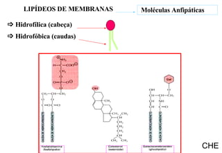    Hidrofílica (cabeça)    Hidrofóbica (caudas) CHE Moléculas Anfipáticas LIPÍDEOS DE MEMBRANAS 