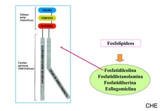 Fosfolipídeos CHE Fosfatidilcolina Fosfatidiletanolamina Fosfatidilserina Esfingomielina 