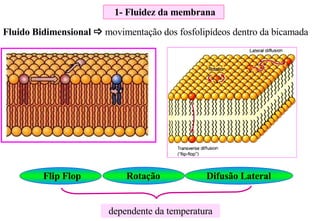 Flip Flop  Rotação  Difusão Lateral  dependente da temperatura 1- Fluidez da membrana Fluido Bidimensional     movimentação dos fosfolipídeos dentro da bicamada 