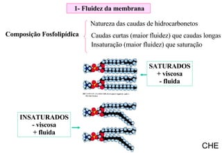 Composição Fosfolipídica Natureza das caudas de hidrocarbonetos  Caudas curtas (maior fluidez) que caudas longas Insaturação (maior fluidez) que saturação INSATURADOS - viscosa + fluida SATURADOS + viscosa - fluida 1- Fluidez da membrana CHE 