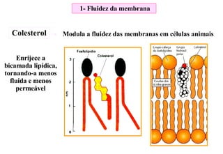 1- Fluidez da membrana Colesterol Modula a fluidez das membranas em células animais Enrijece a bicamada lipídica, tornando-a menos fluida e menos permeável 