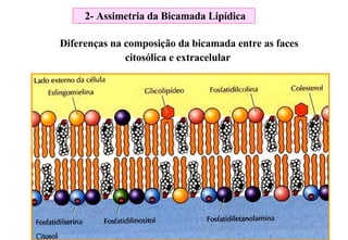 Diferenças na composição da bicamada entre as faces citosólica e extracelular   2- Assimetria da Bicamada Lipídica 