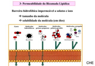 Barreira hidrofóbica impermeável a solutos e íons    tamanho da molécula    solubilidade da molécula (em óleo) 3- Permeabilidade da Bicamada Lipídica CHE 
