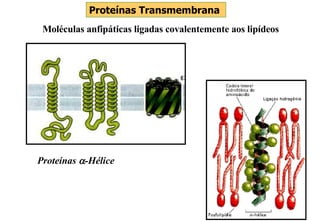 Proteínas Transmembrana Moléculas anfipáticas ligadas covalentemente aos lipídeos Proteínas   -Hélice 