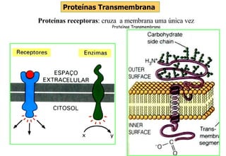 Proteínas Transmembrana Proteínas receptoras : cruza  a membrana uma única vez Proteínas Transmembrana 
