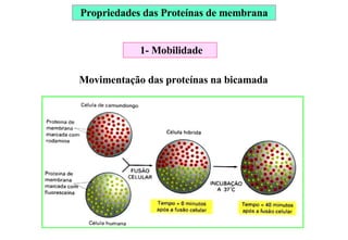 Movimentação das proteínas na bicamada Propriedades das Proteínas de membrana 1- Mobilidade 