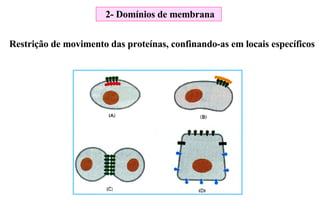 Restrição de movimento das proteínas, confinando-as em locais específicos 2- Domínios de membrana 