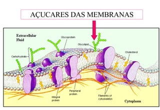 AÇUCARES DAS MEMBRANAS 