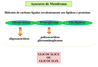Hidratos de carbono ligados covalentemente aos lipídeos e proteínas Glicoproteínas  Glicolipídeos Proteoglicanas oligossacarídeos polissacarídeos glicosaminoglicanas GLICOCÁLICE OU GLICOCÁLIX Açucares de Membrana 