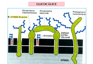 GLICOCÁLICE 