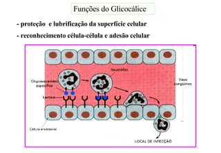 Funções do Glicocálice - proteção  e lubrificação da superfície celular - reconhecimento célula-célula e adesão celular 