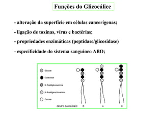 - propriedades enzimáticas (peptidase/glicosidase) - especificidade do sistema sanguíneo ABO; - alteração da superfície em células cancerígenas; - ligação de toxinas, vírus e bactérias; Funções do Glicocálice 
