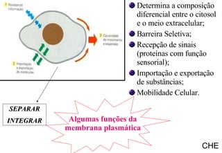 Algumas funções da membrana plasmática SEPARAR INTEGRAR Determina a composição diferencial entre o citosol e o meio extracelular; Barreira Seletiva; Recepção de sinais (proteínas com função sensorial); Importação e exportação de substâncias; Mobilidade Celular. CHE 