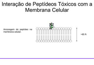 ~60  Å Ancoragem do peptídeo na membrana celular. Interação de Peptídeos Tóxicos com a Membrana Celular 