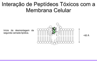 ~60  Å Início da desmontagem da segunda camada lipídica. Interação de Peptídeos Tóxicos com a Membrana Celular 