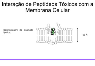 ~60  Å Desmontagem da bicamada lipídica. Interação de Peptídeos Tóxicos com a Membrana Celular 