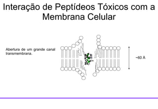~60  Å Abertura de um grande canal transmembrana. Interação de Peptídeos Tóxicos com a Membrana Celular 