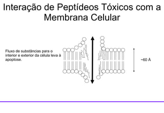 ~60  Å Fluxo de substâncias para o interior e exterior da célula leva à apoptose. Interação de Peptídeos Tóxicos com a Membrana Celular 