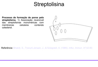 Processo de formação de poros pela streptolisina.  1) Associação reversível das streptolisinas monoméricas com membranas celulares contendo colesterol.  1 Referência:  Bhakdi , S.,  Tranum-Jensen , J., &  Sziegoleit , A. (1985).  Infec .  Immun .  47:52-60.  Streptolisina 
