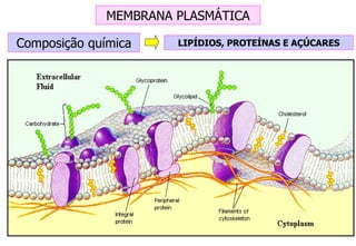 MEMBRANA PLASMÁTICA Composição química LIPÍDIOS, PROTEÍNAS E AÇÚCARES 
