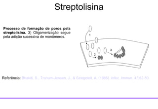 Processo de formação de poros pela streptolisina.  3) Oligomerização segue pela adição sucessiva de monômeros.  1 2 3 Referência:  Bhakdi , S.,  Tranum-Jensen , J., &  Sziegoleit , A. (1985).  Infec .  Immun .  47:52-60.  Streptolisina 