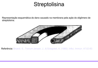 Representação esquemática do dano causado na membrana pela ação do oligômero de streptolisina. Referência:  Bhakdi , S.,  Tranum-Jensen , J., &  Sziegoleit , A. (1985).  Infec .  Immun .  47:52-60.  Streptolisina 