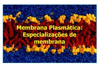 Membrana Plasmática: Especializações de membrana 