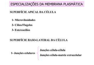 ESPECIALIZAÇÕES DA MEMBRANA PLASMÁTICA SUPERFÍCIE APICAL DA CÉLULA SUPERFÍCIE BASO-LATERAL DA CÉLULA 1- Microvilosidades 2- Cílios/Flagelos 3- Estereocílios 1- Junções celulares Junções célula-célula Junções célula-matriz extracelular 
