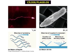 CÍLIOS/FLAGELOS 
