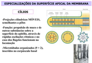 ESPECIALIZAÇÕES DA SUPERFÍCIE APICAL DA MEMBRANA CÍLIOS -Projeções cilíndricas MÓVEIS, semelhantes a pêlos -Função: propulsão de muco e de outras substâncias sobre a superfície do epitélio, através de rápidas oscilações rítmicas e no caso dos flagelos funcionam na locomoção -Microtúbulos organizados (9 + 2), inseridos no corpúsculo basal  
